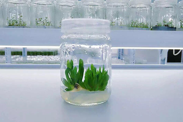植物午夜成人免费视频