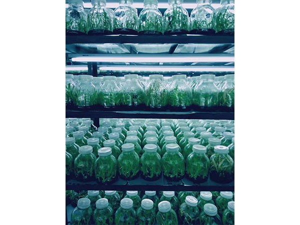 植物午夜成人免费视频