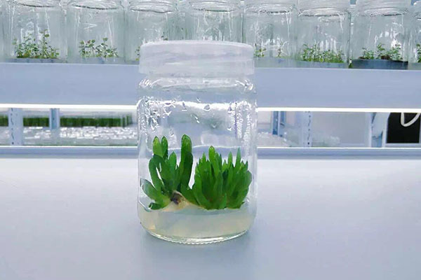 植物午夜成人免费视频