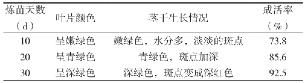 午夜成人免费视频室設計