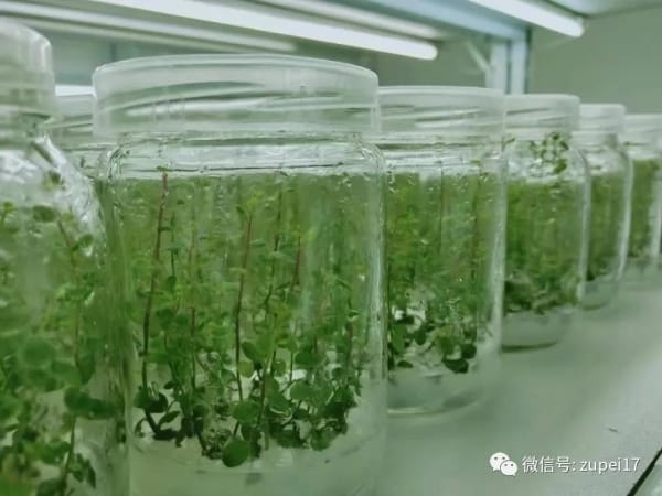 午夜成人免费视频