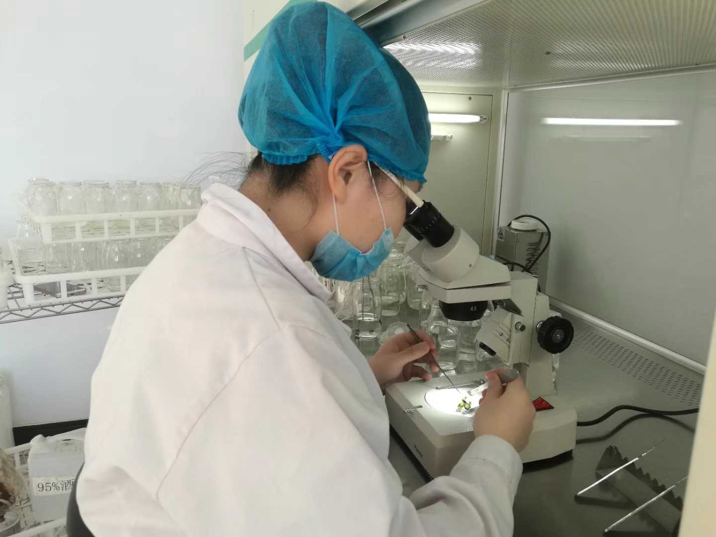 午夜成人免费视频苗，午夜成人免费视频，組織培養